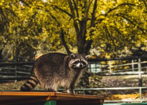raccoon control