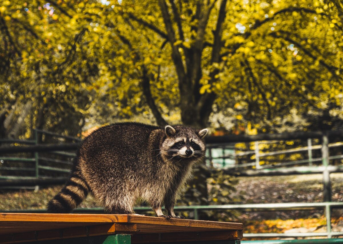 raccoon control