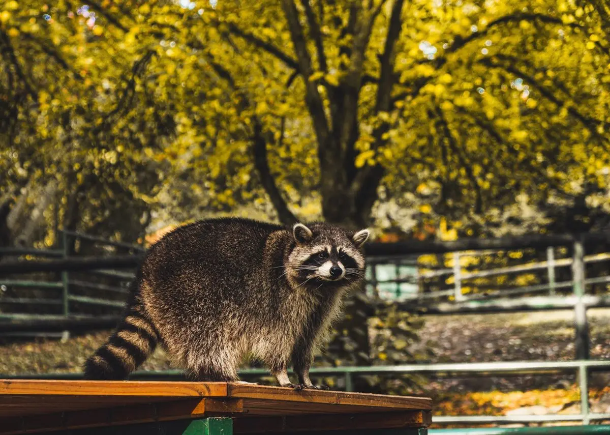 raccoon control