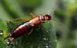 what attracts earwigs