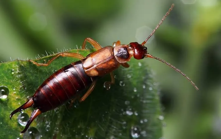 what attracts earwigs