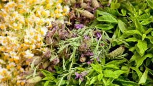 mosquito-repelling plants