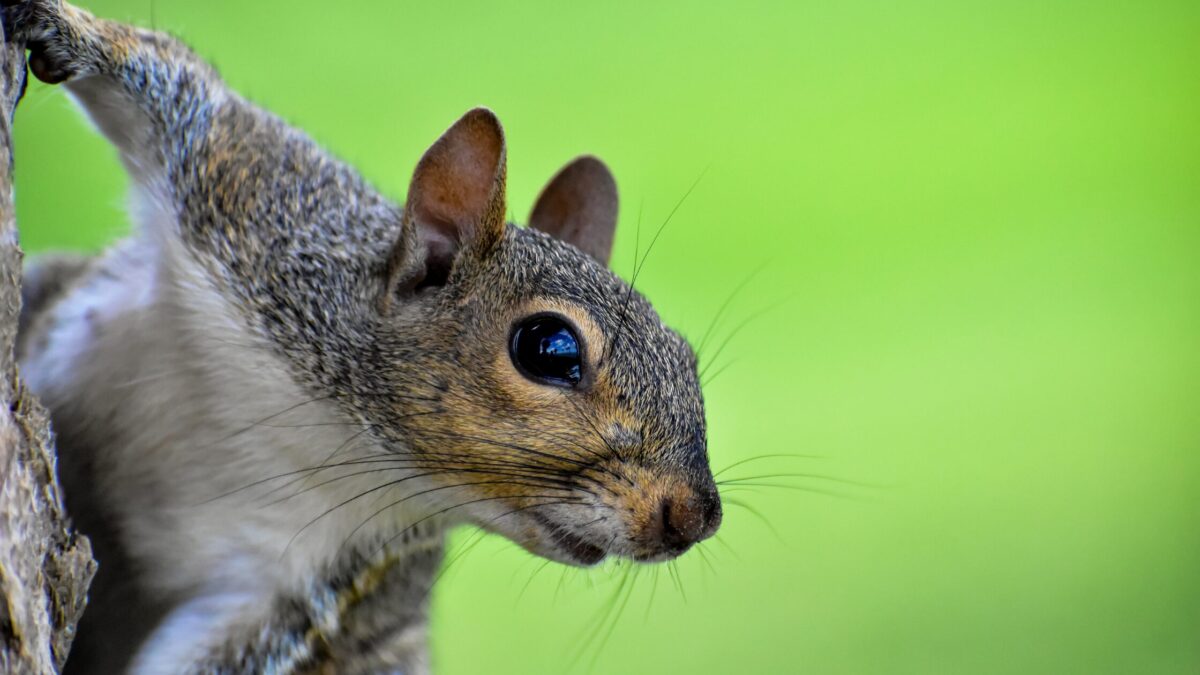 squirrel infestation