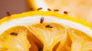 fly control
