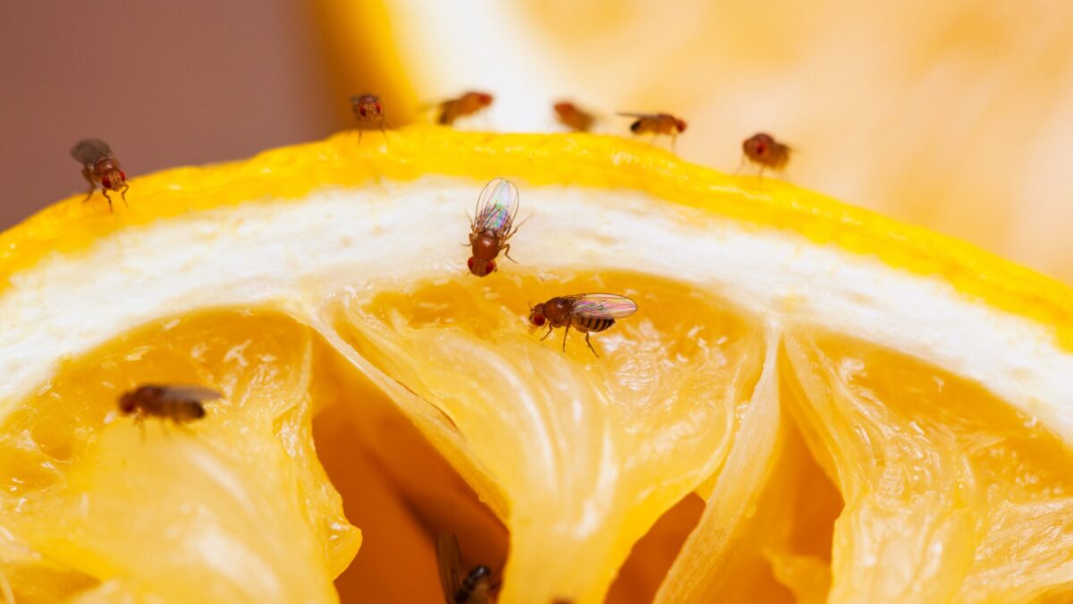 fly control