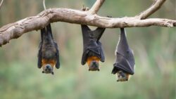 bat maternity season