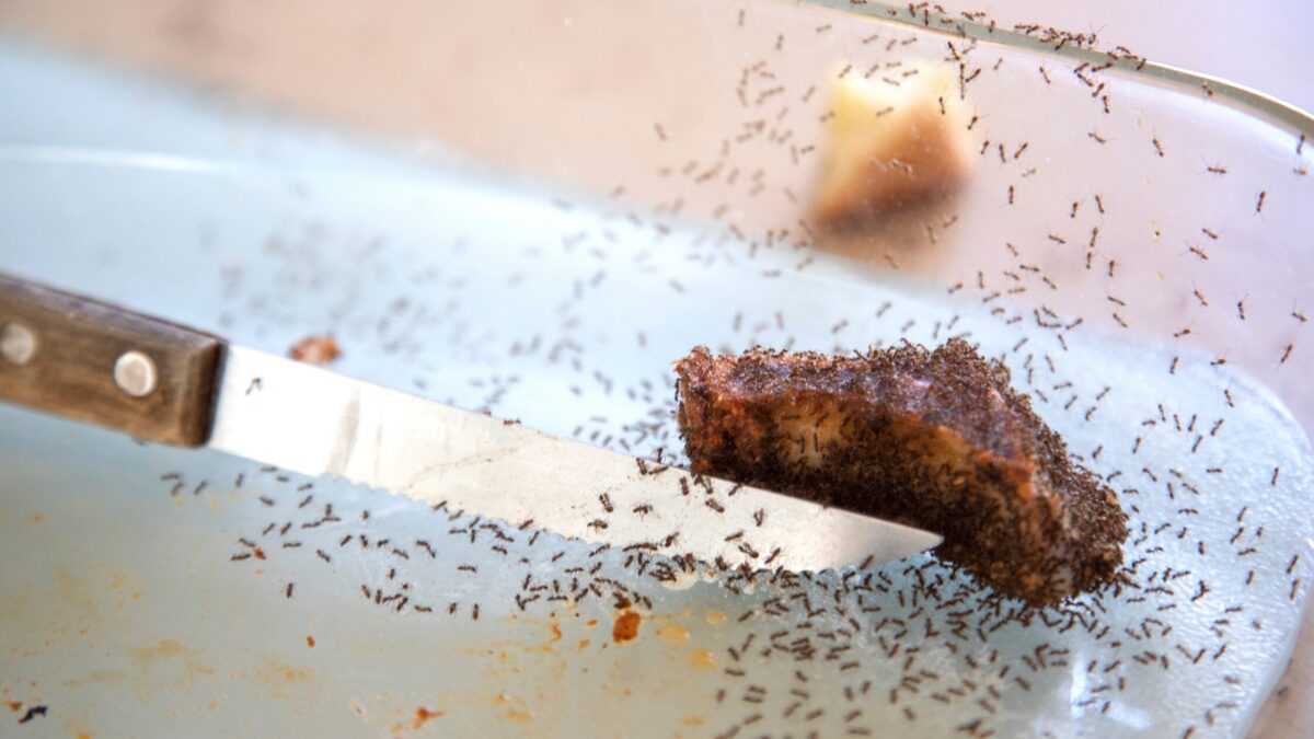 eco-friendly pest control
