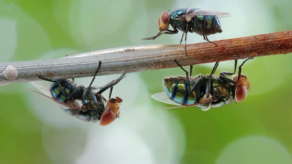 natural pest control