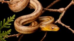 snake activity