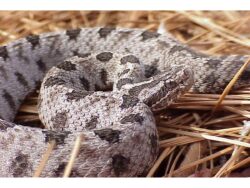 common snakes in central Florida