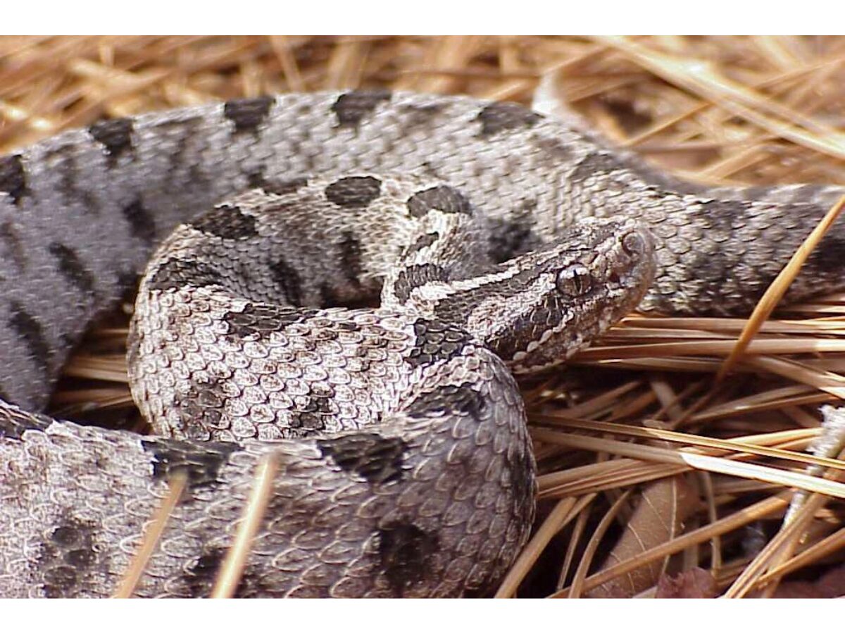 common snakes in central Florida
