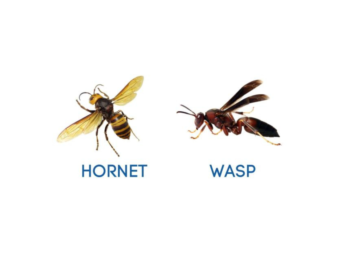 wasps and hornets