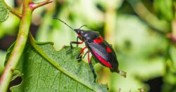 Eco-Friendly pest control