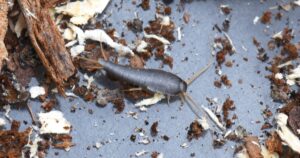 identify silverfish