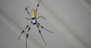 spider activity