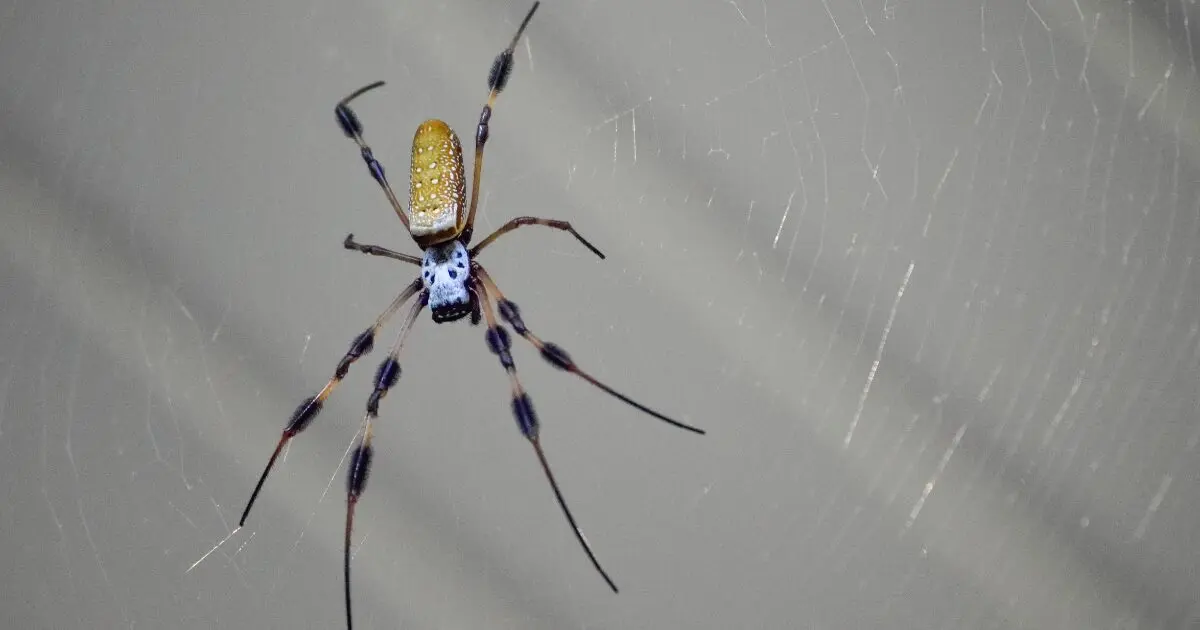spider activity