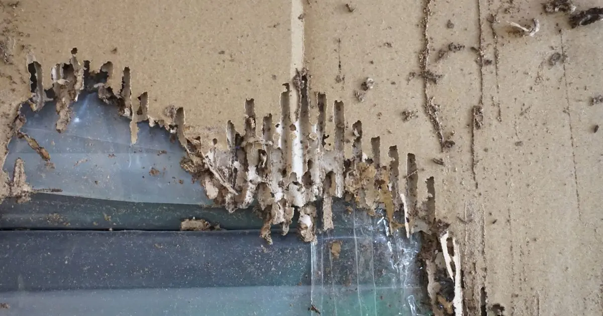 termite damage