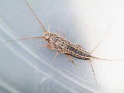 natural silverfish prevention