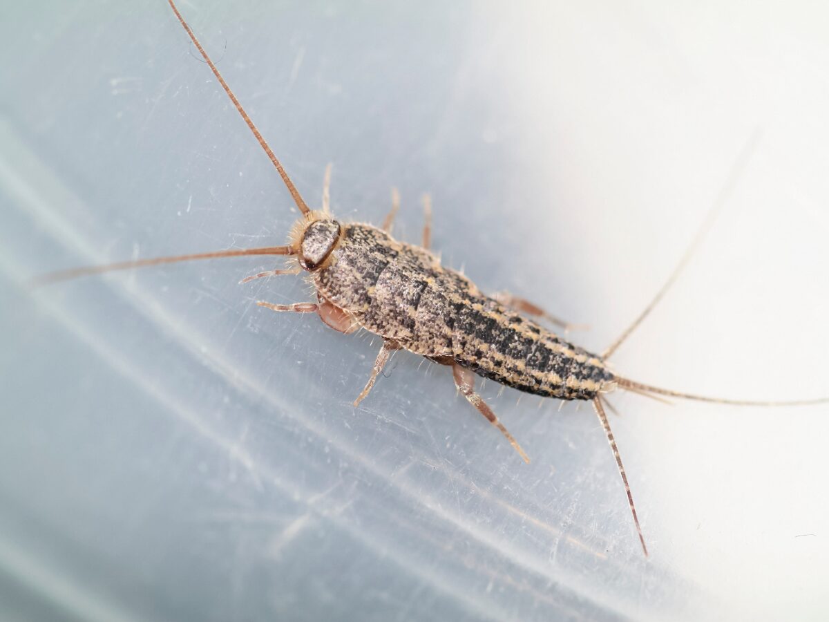 natural silverfish prevention