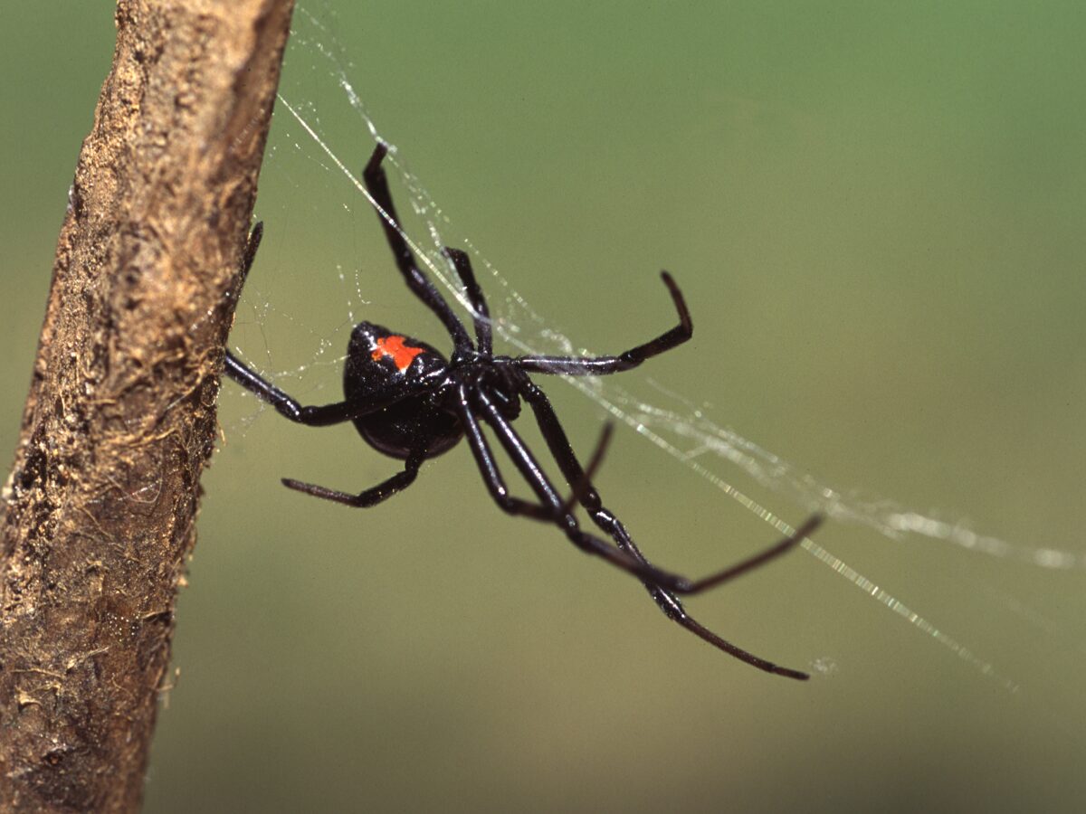 common Orlando spiders