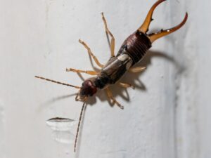 earwigs in winter