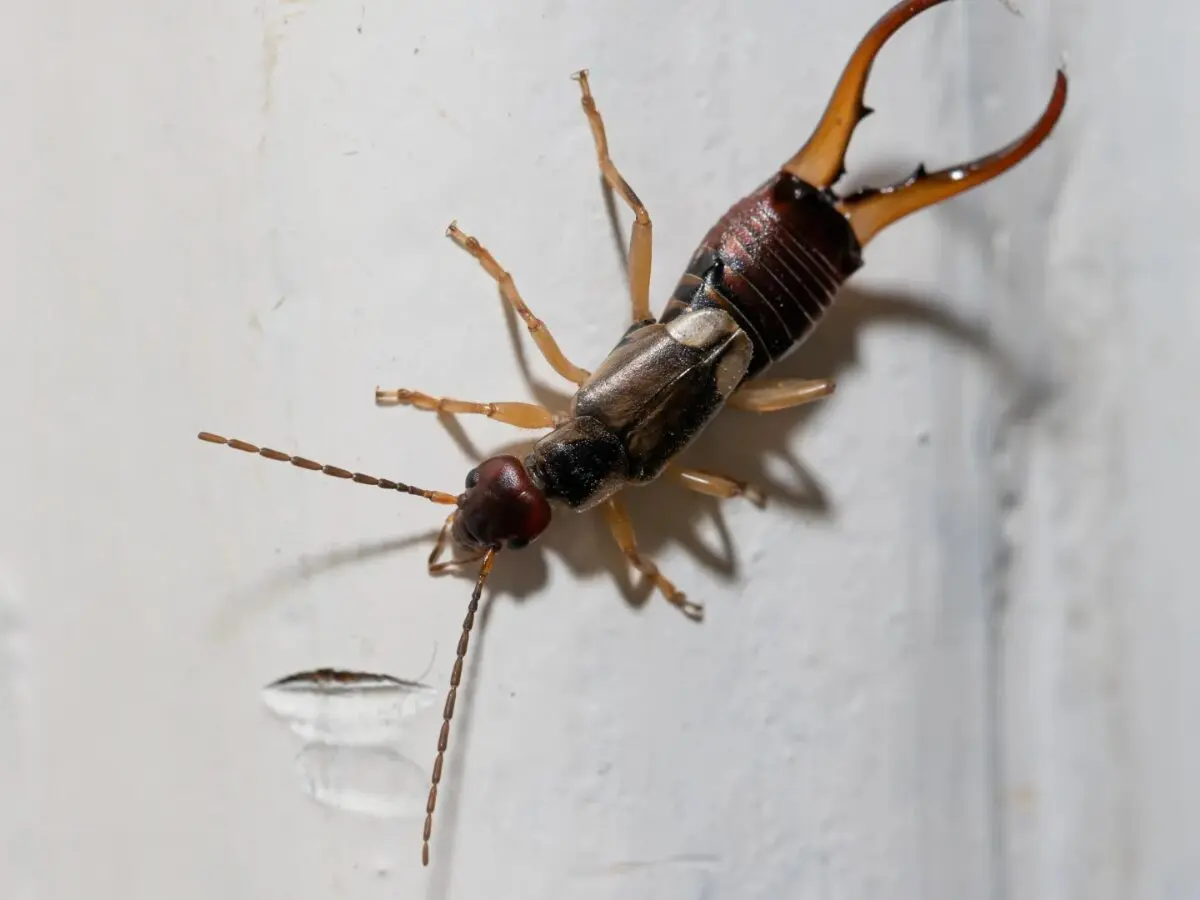 earwigs in winter