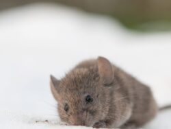 Rodent Infestation