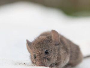 Rodent Infestation
