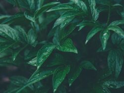 Green living