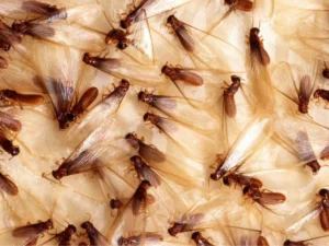 Termites with wings swarming near a window in a Florida home