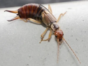 What is an earwig — Florida earwig identification guide