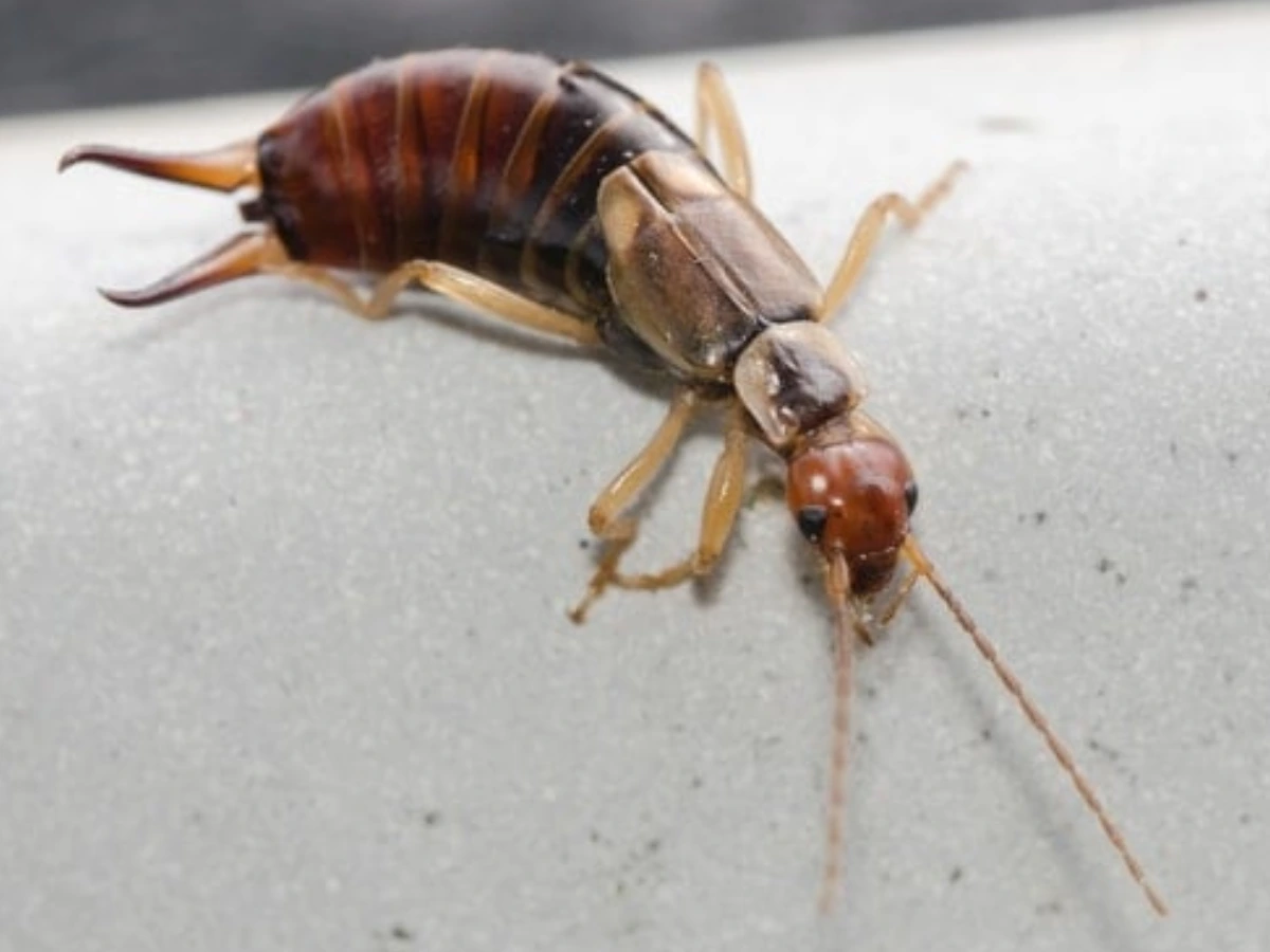 What is an earwig — Florida earwig identification guide