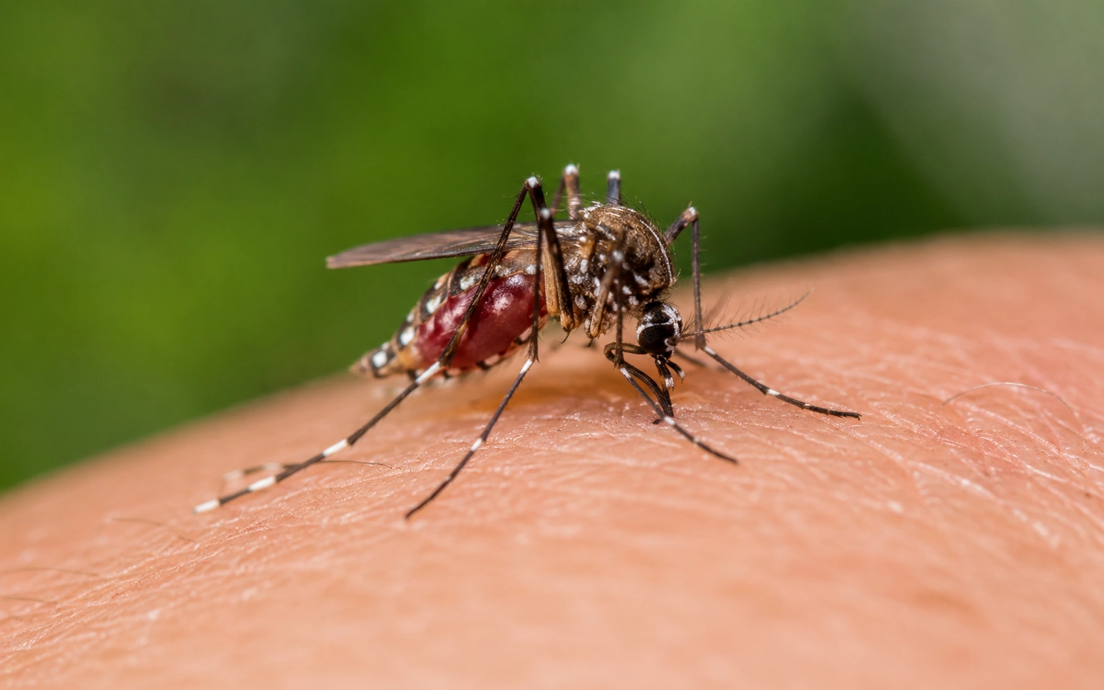 Aedes mosquito biting during Florida's peak mosquito season