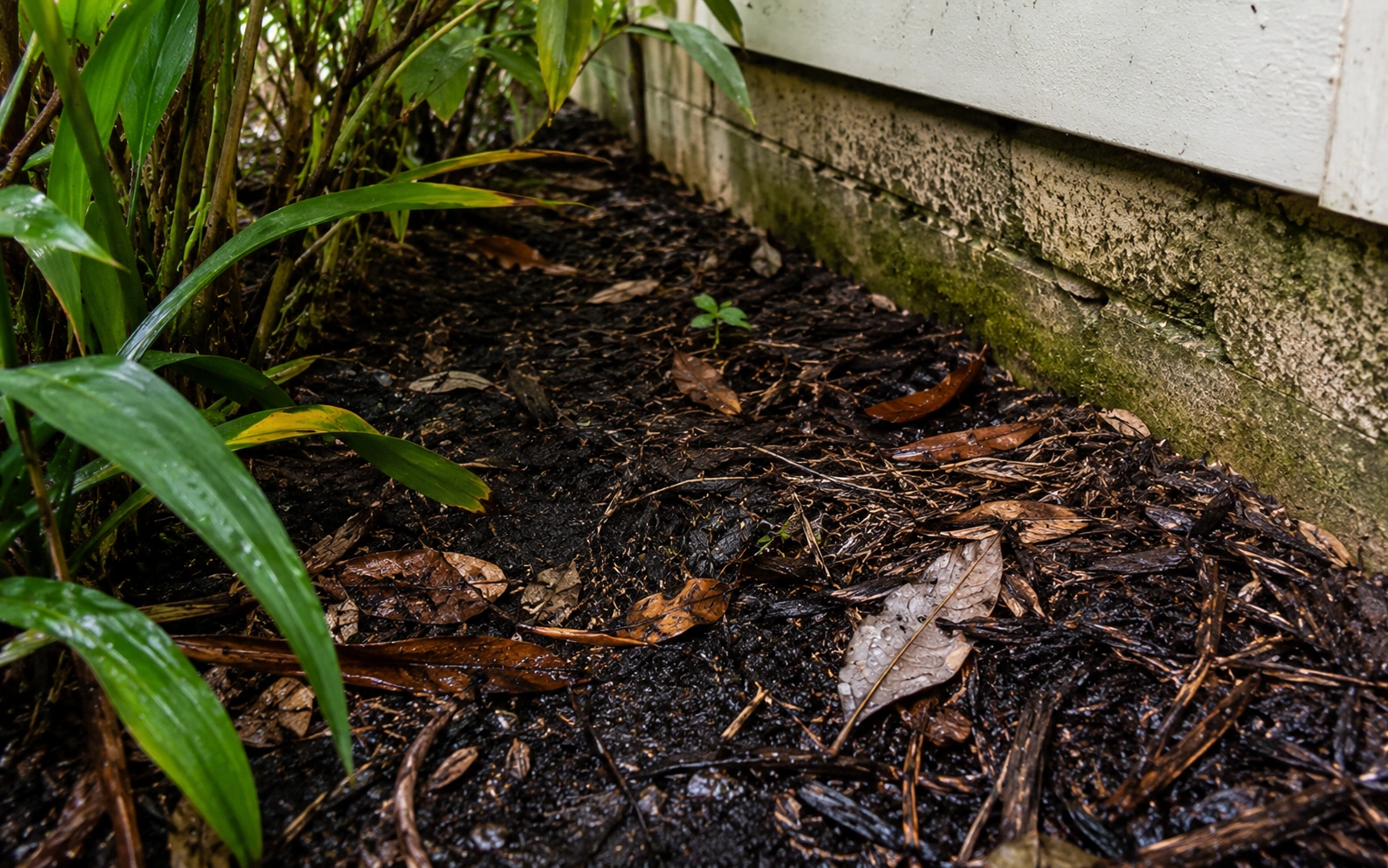 Earwig habitat — dark damp soil, leaf litter, and mulch near a Florida home