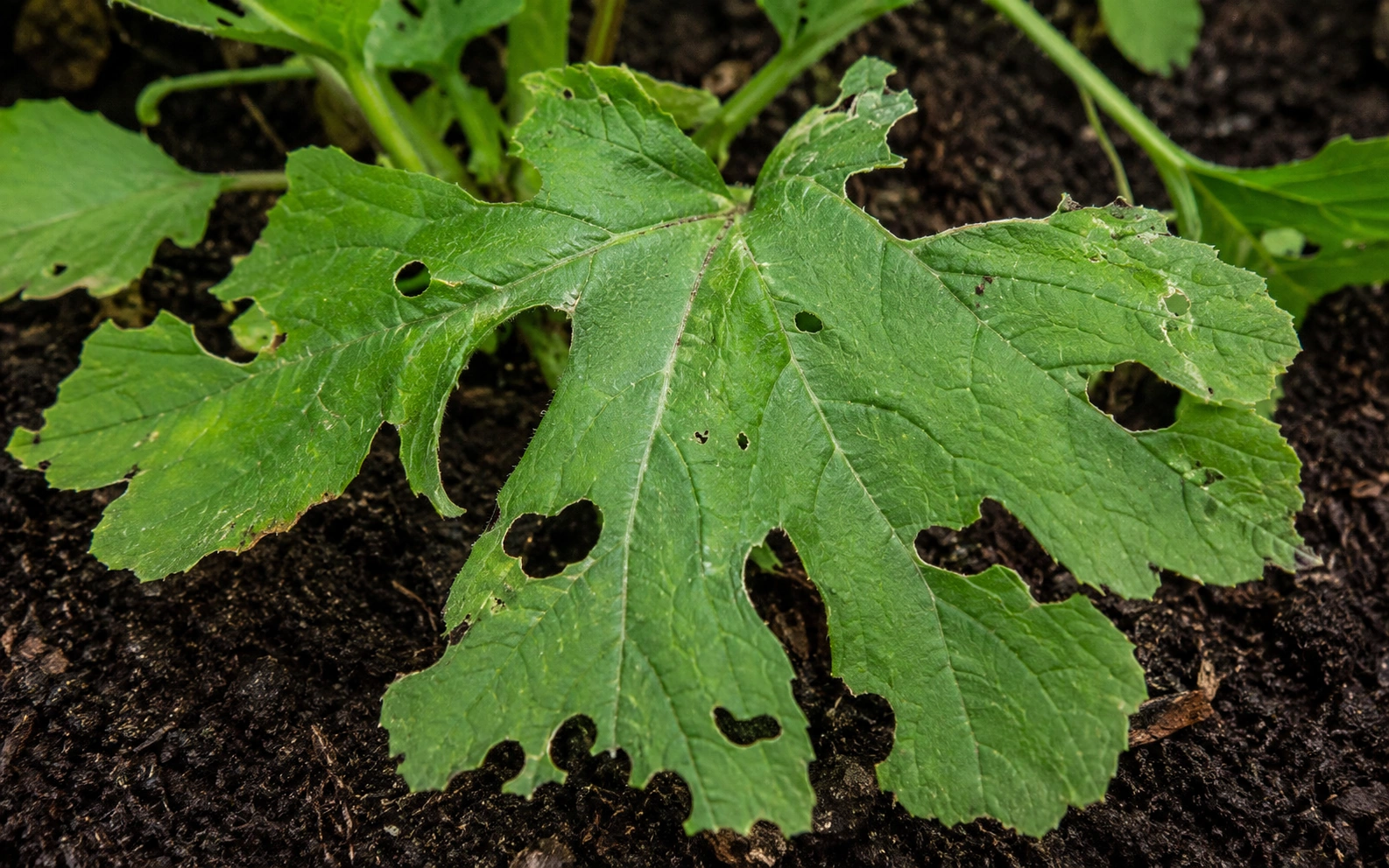Earwig feeding damage on plant leaves — ragged edges and irregular holes