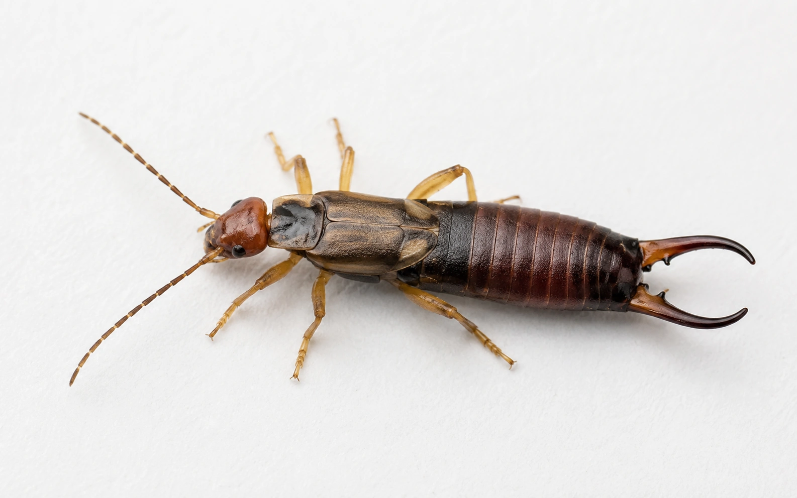 Close-up earwig identification showing pincers, antennae, and body segments