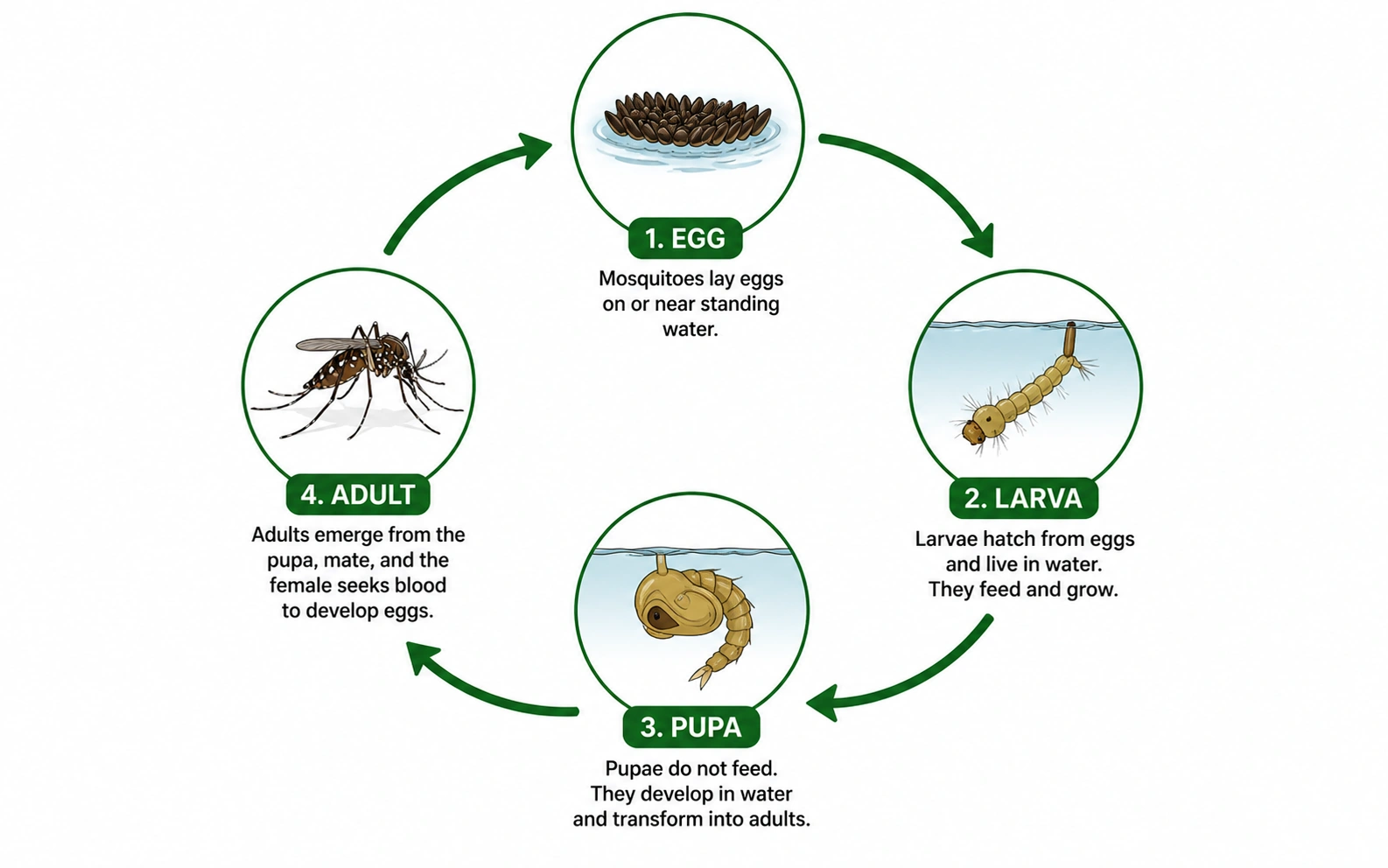 Mosquito life cycle stages — egg, larva, pupa, adult — illustrated infographic
