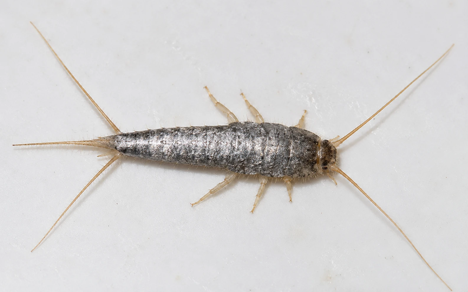 Detailed close-up of a silverfish insect on a white surface showing its silver scales, three tail filaments, and long antennae