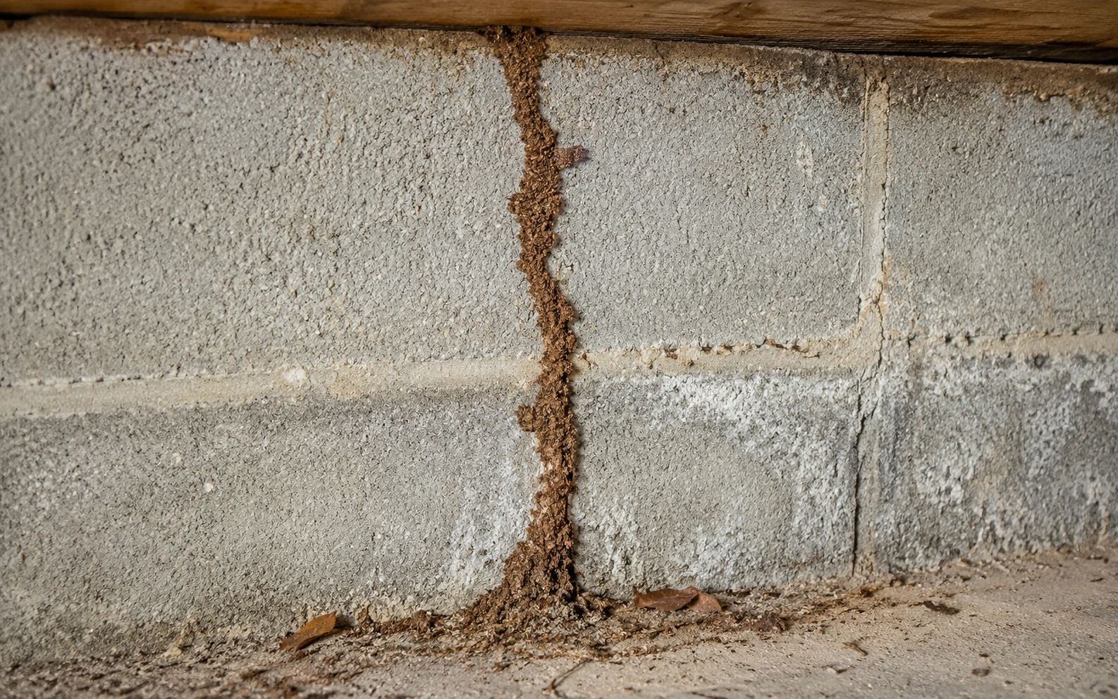 Subterranean termite mud tube running up a concrete foundation wall in a Florida home