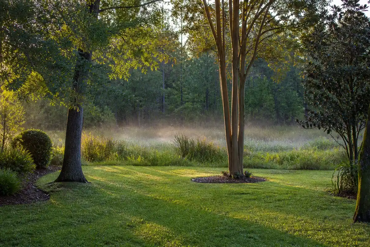 A shaded North Florida backyard bordering wetland and tree cover near Gainesville, the kind of property that draws heavy mosquito pressure.