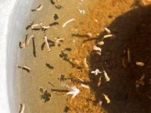 Mosquito Season & Control in Jacksonville, FL: A Homeowner's Guide