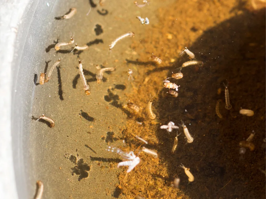 Mosquito Season & Control in Jacksonville, FL: A Homeowner's Guide