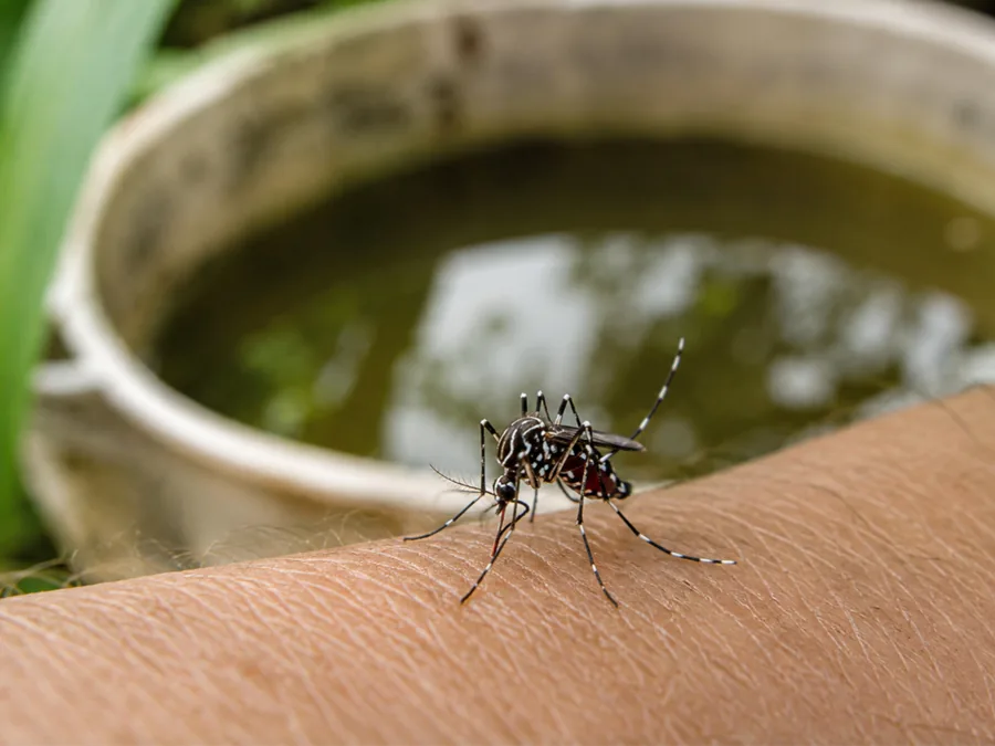 Mosquito Control in Ocala & The Villages: Season & Prevention Guide