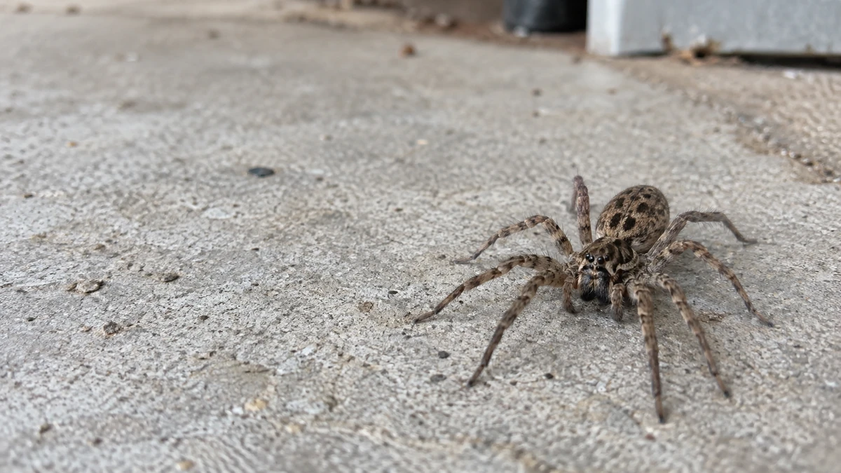 Wolf spider on a Florida garage floor, a common and harmless house spider